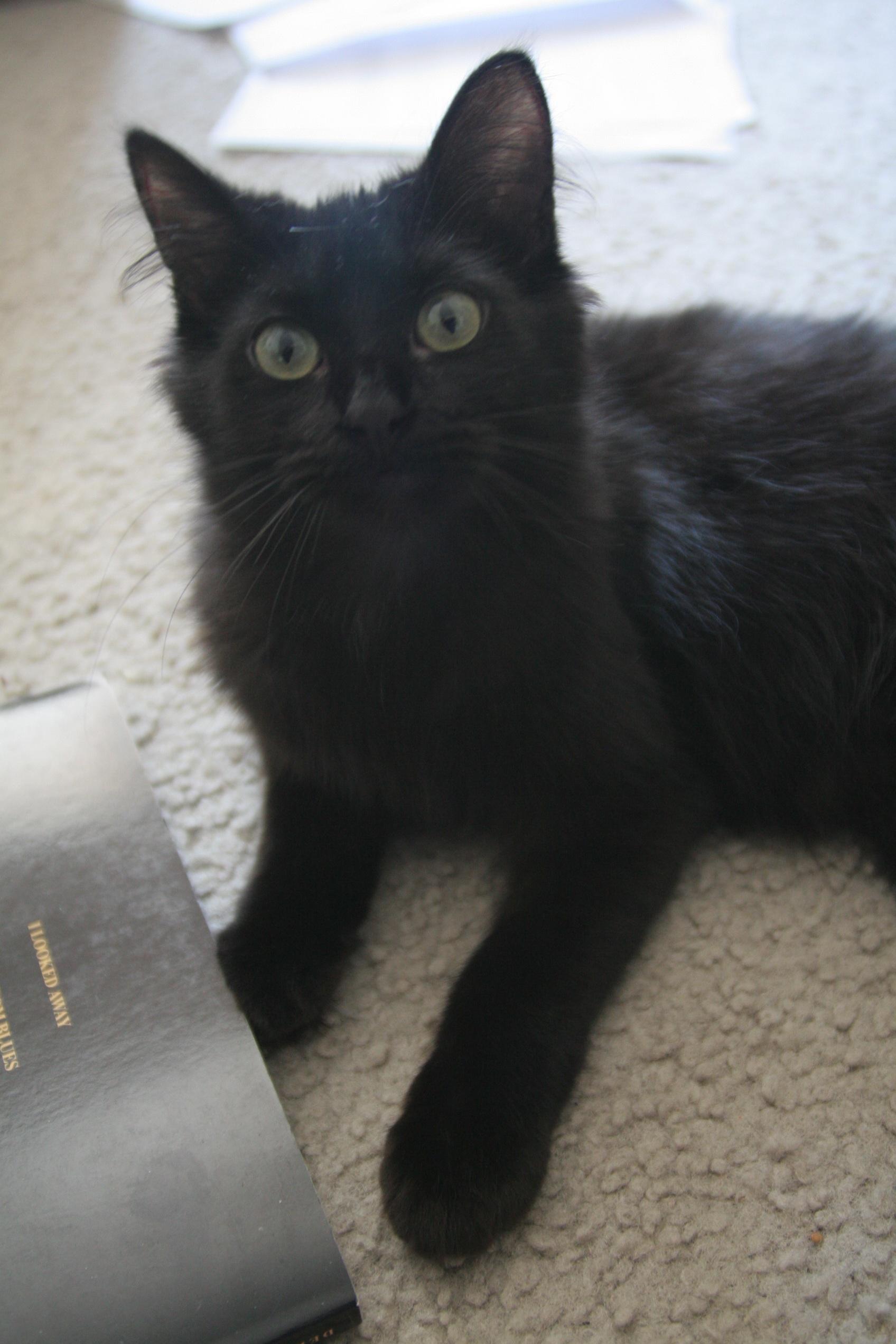 Cat xIICfnlNm