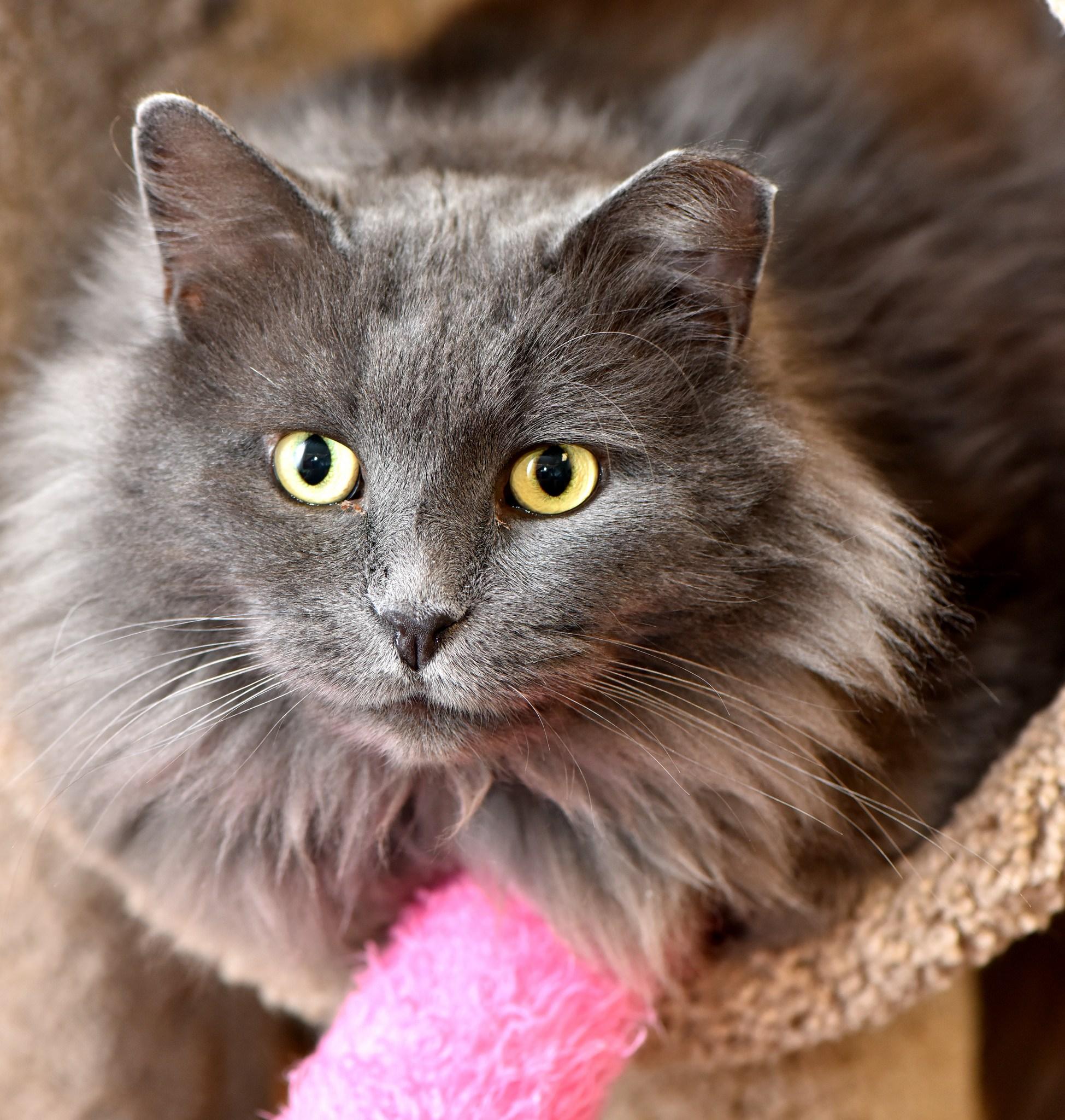Cat xObEK7X1-