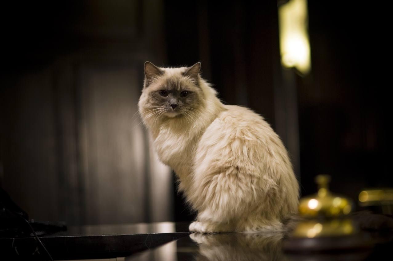 Cat xPkUTg4-N