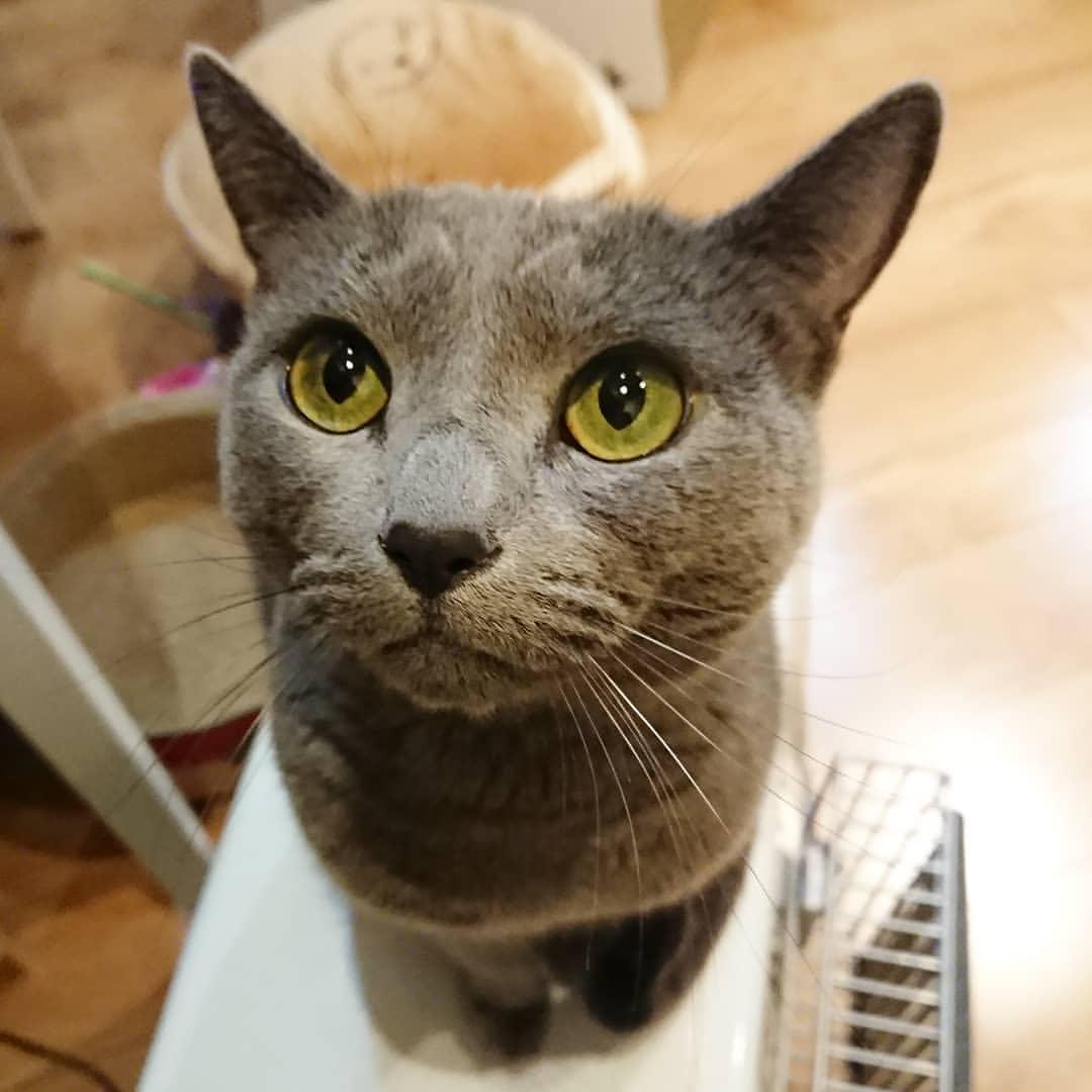 Cat xZysIjSqa