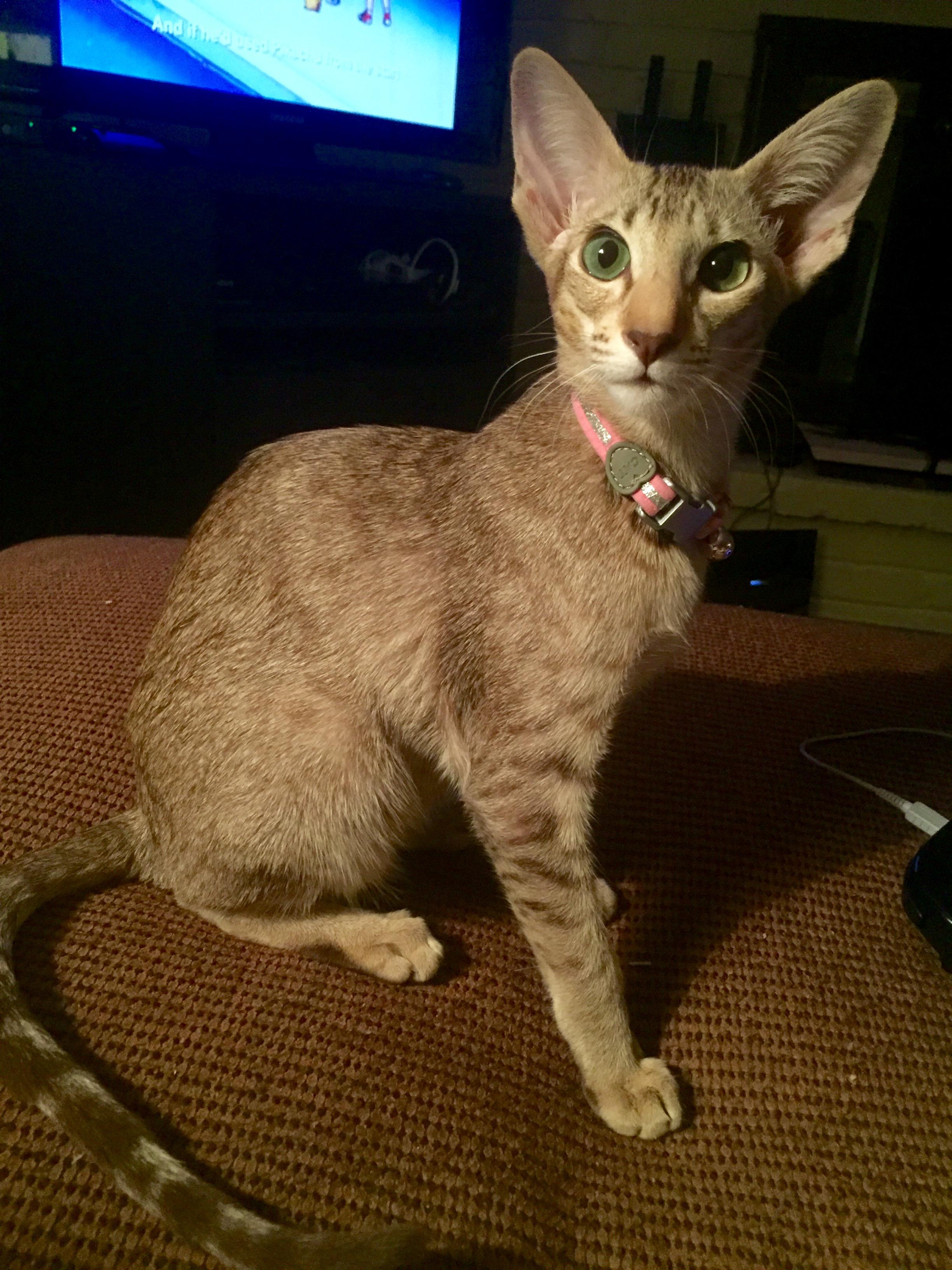 Cat xbW2bsXfK