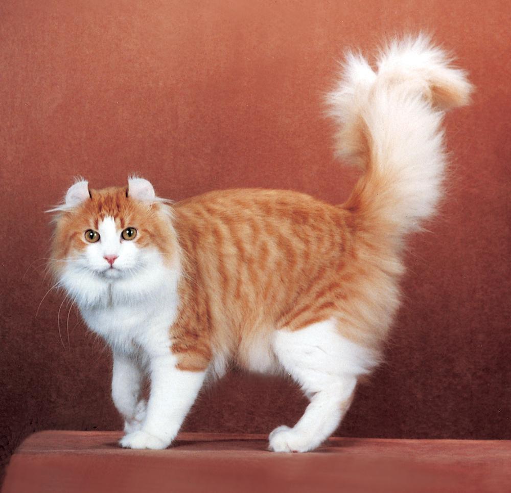 Cat xnsqonbjW