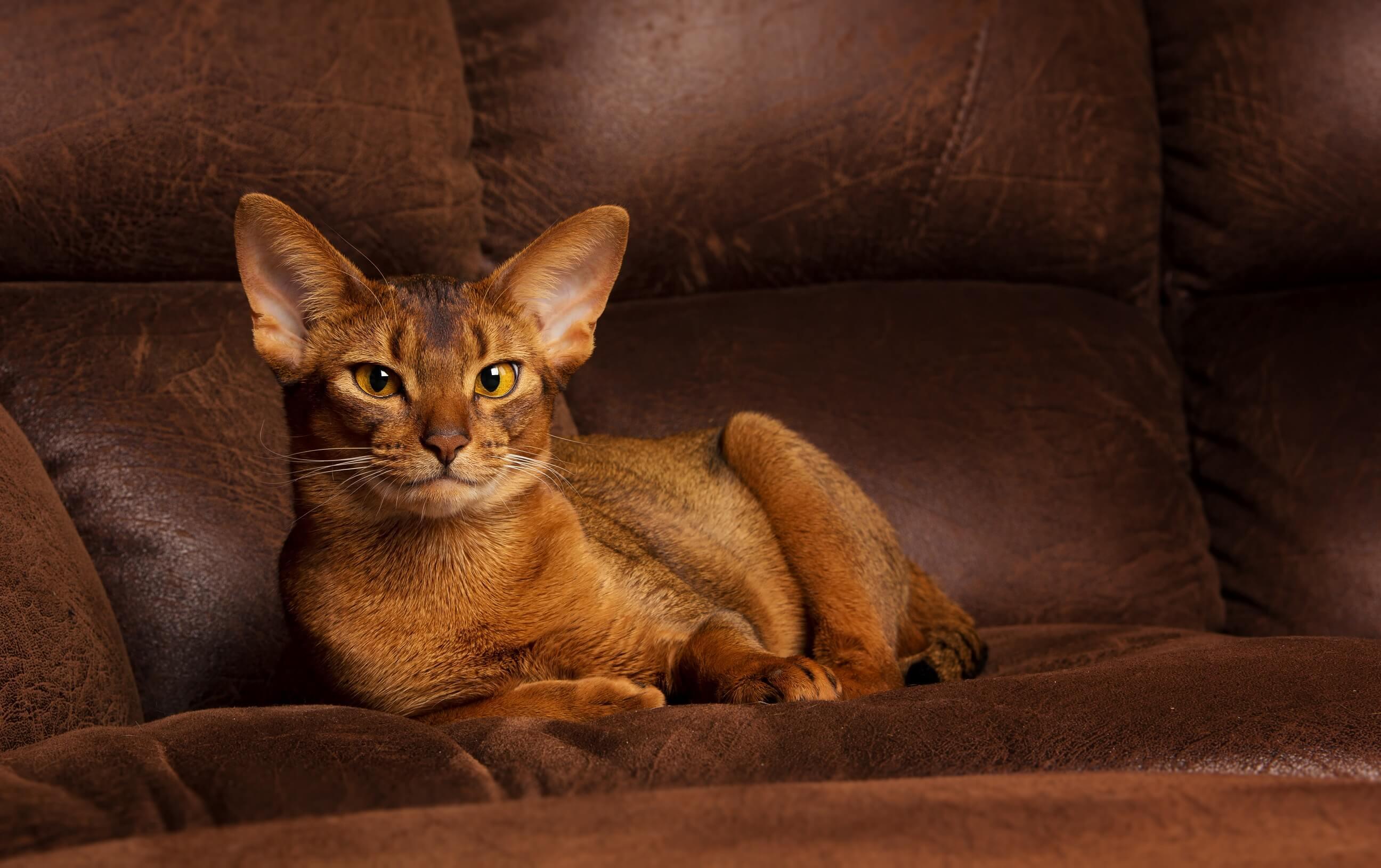 Cat xnzzM6MBI