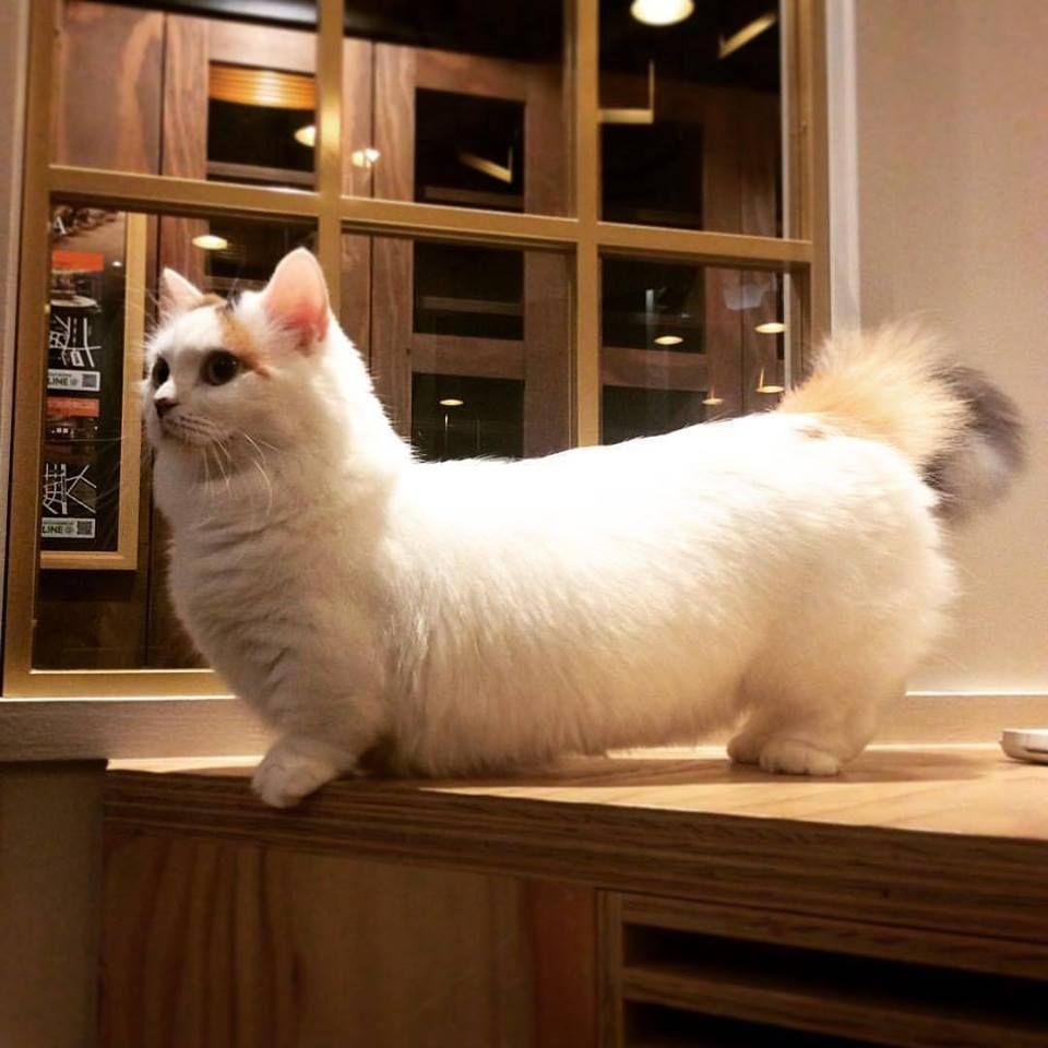 Cat yFqH0s2H_