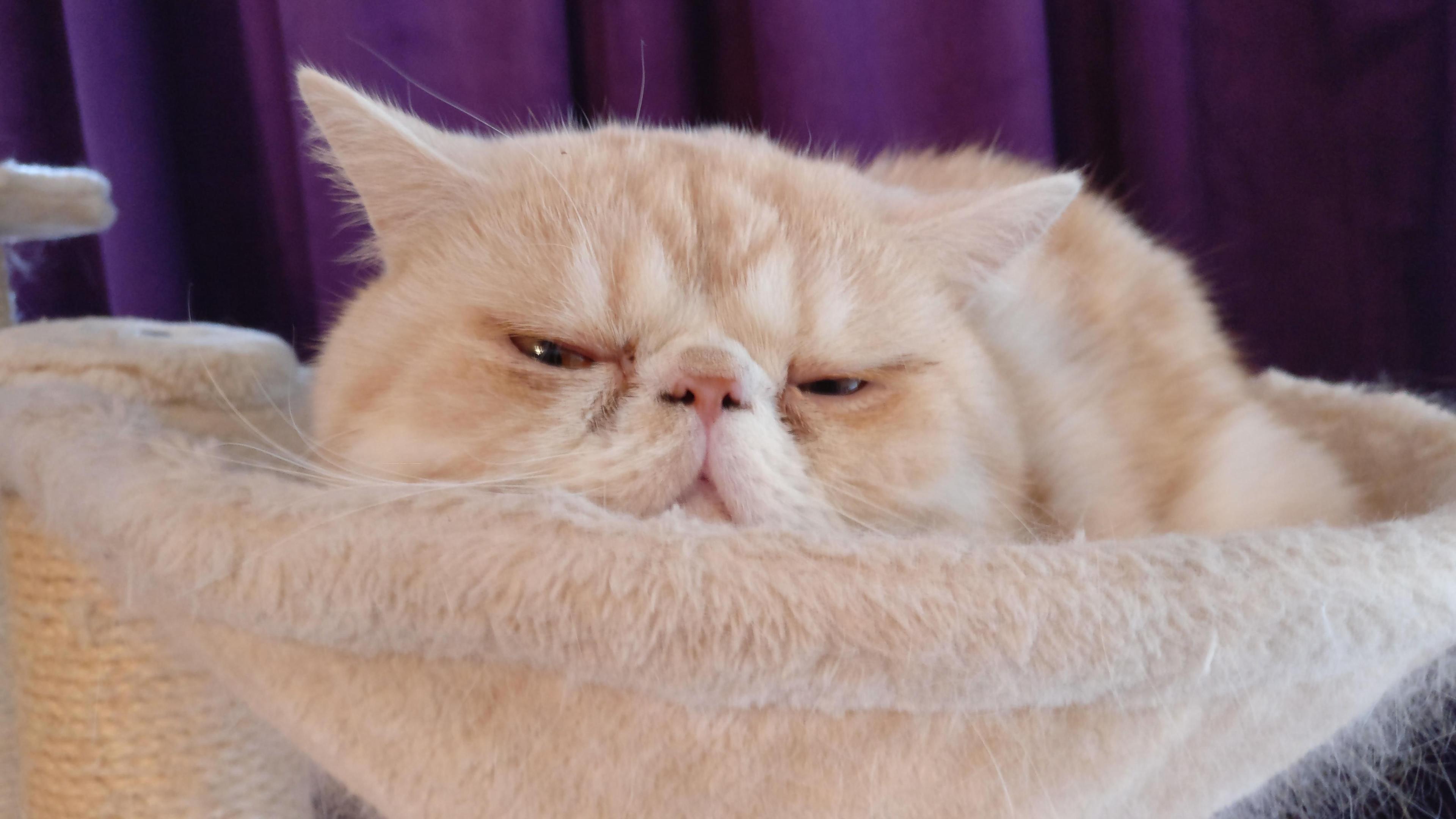 Cat ySzdVwyb1