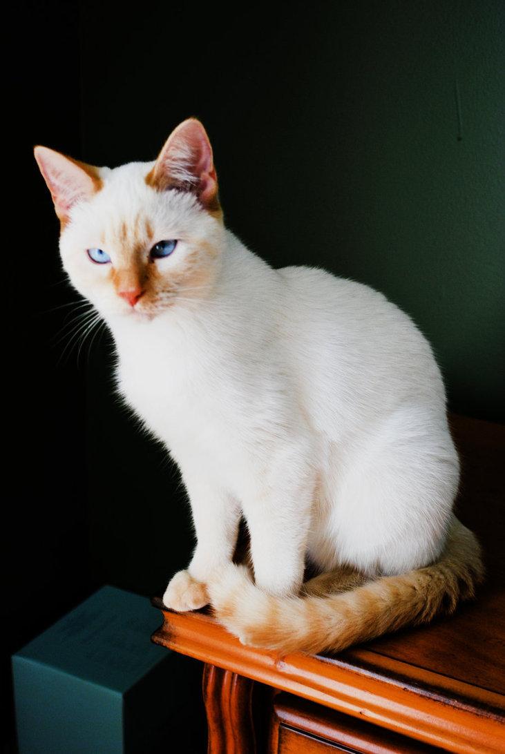 Cat yUhSG7Vv7