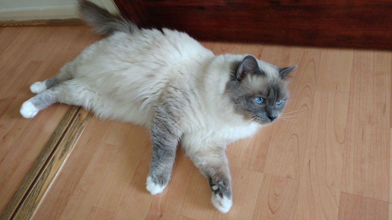Cat yZE2JpeXz