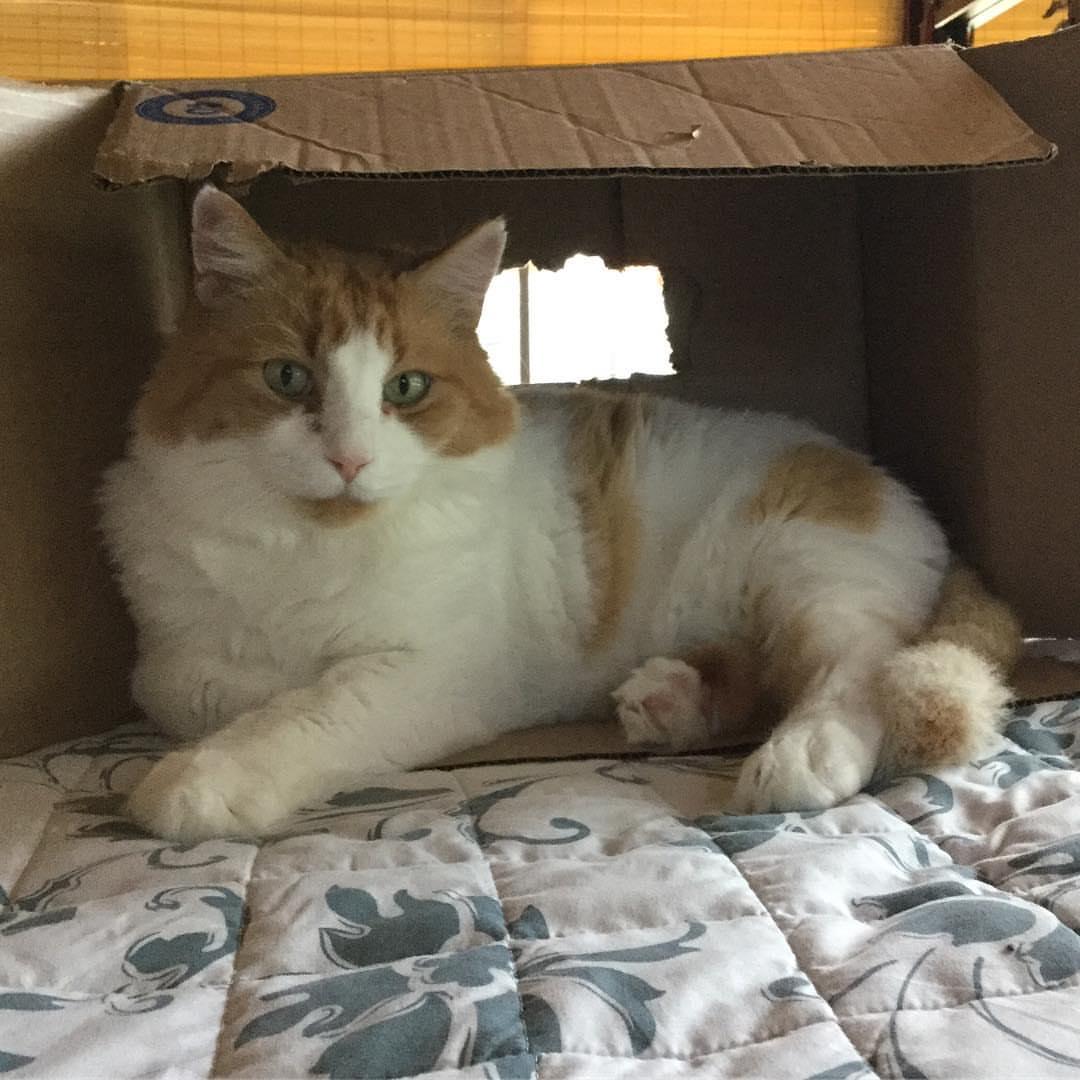 Cat ybdcskeHc
