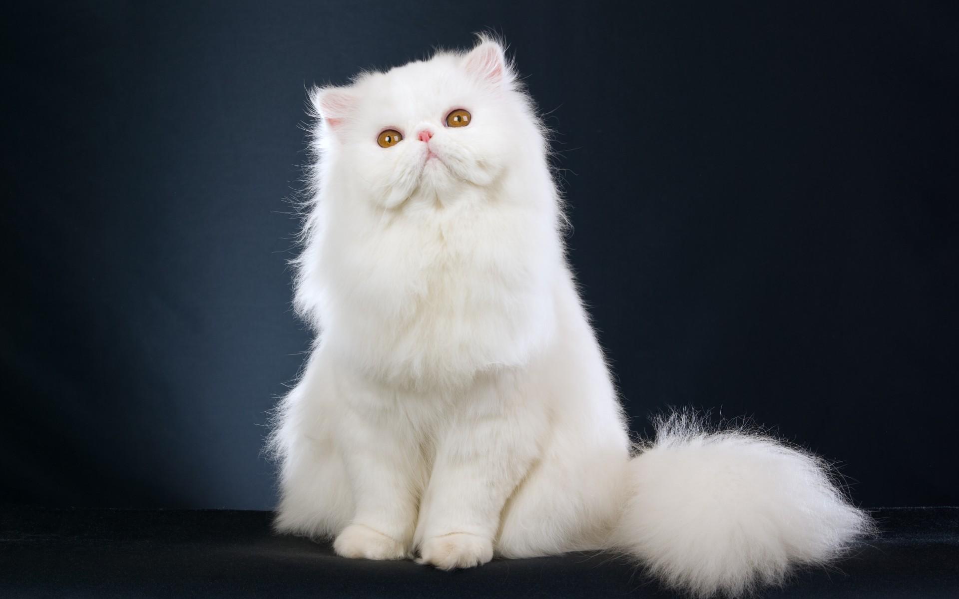 Cat yehyXOeid