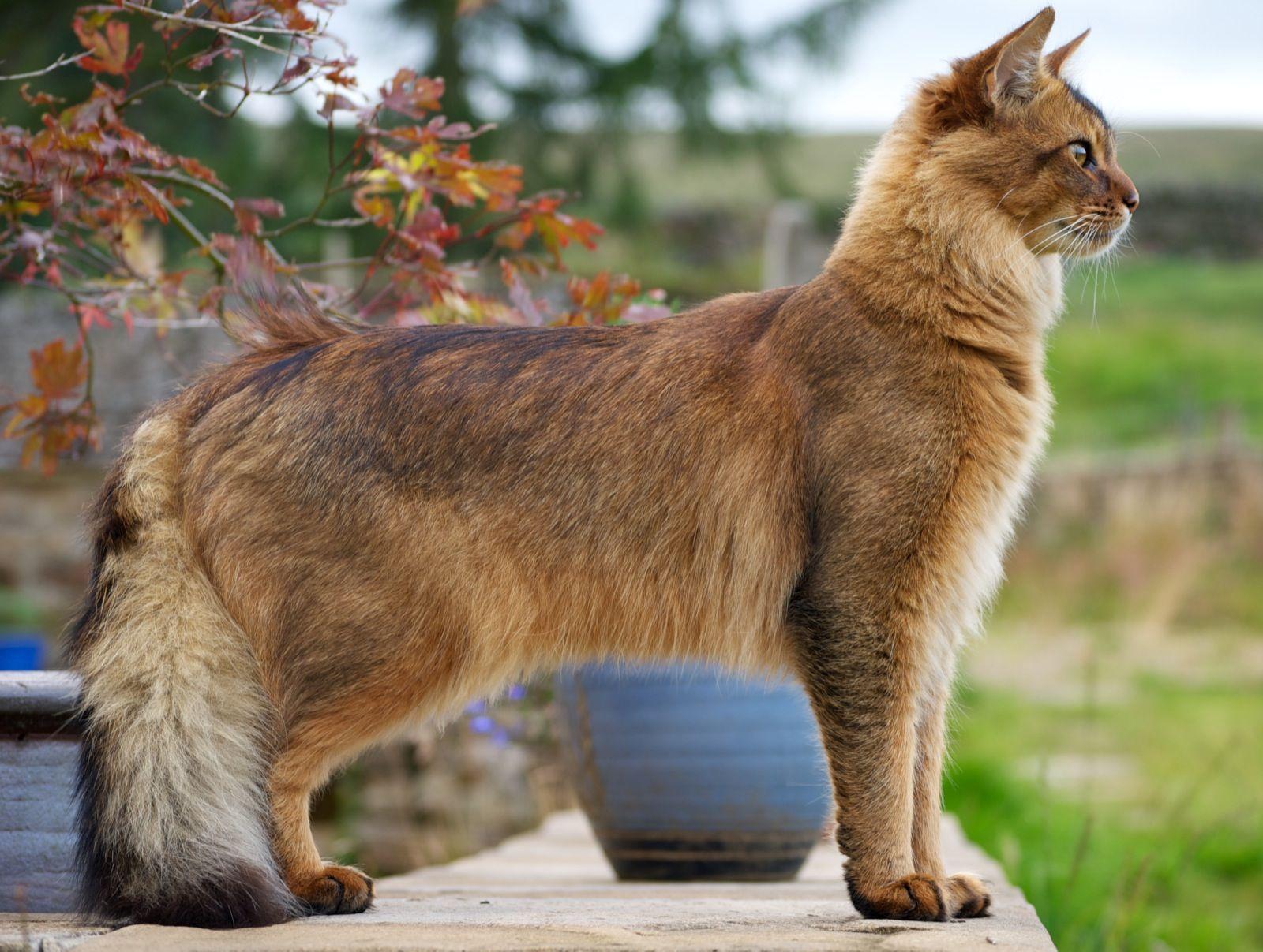 Cat z0cI0mqjr