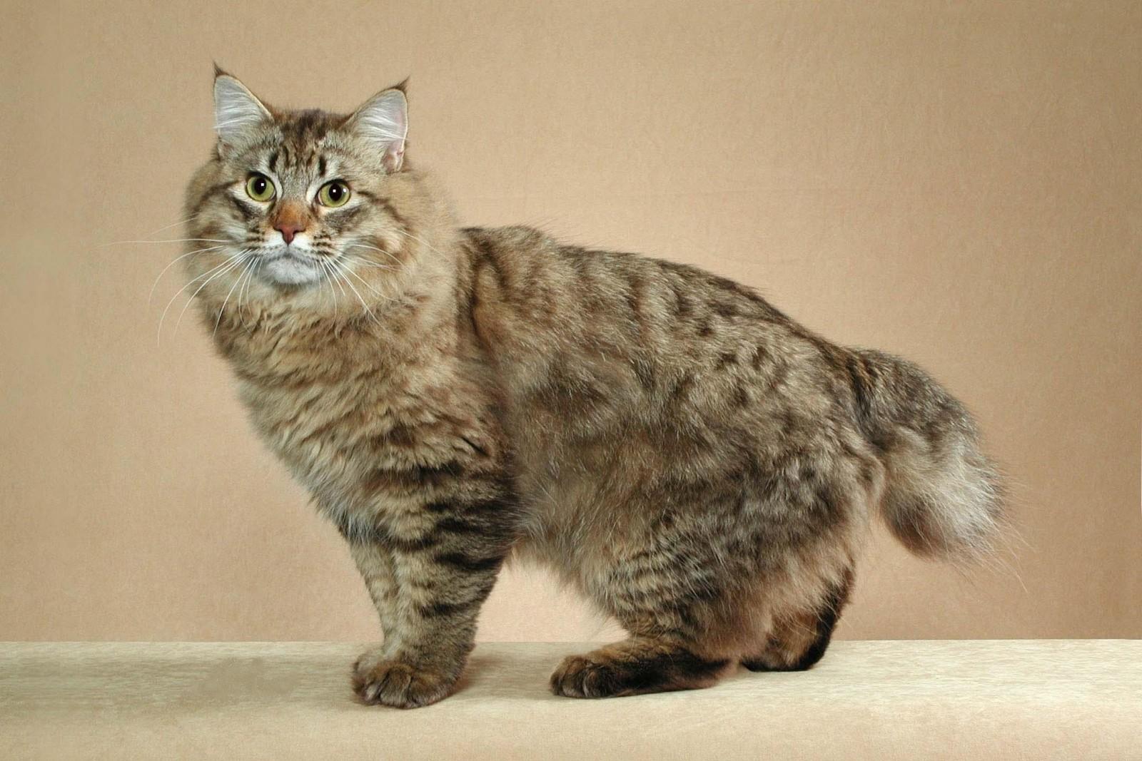 Cat zEpUrnbJg