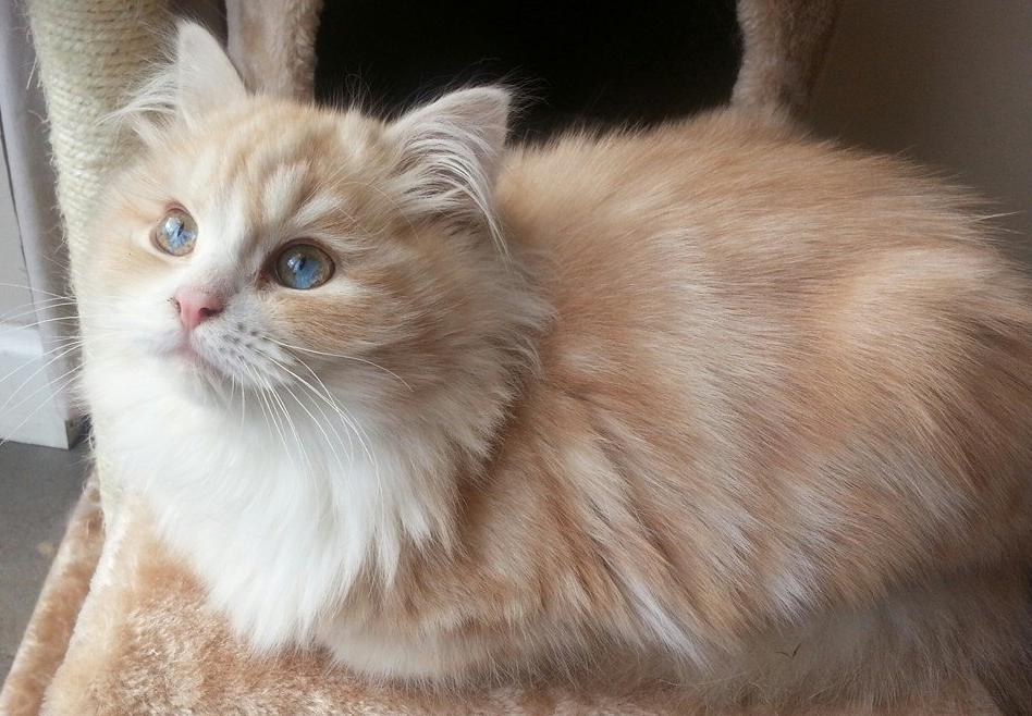 Cat zIcb1-MhH