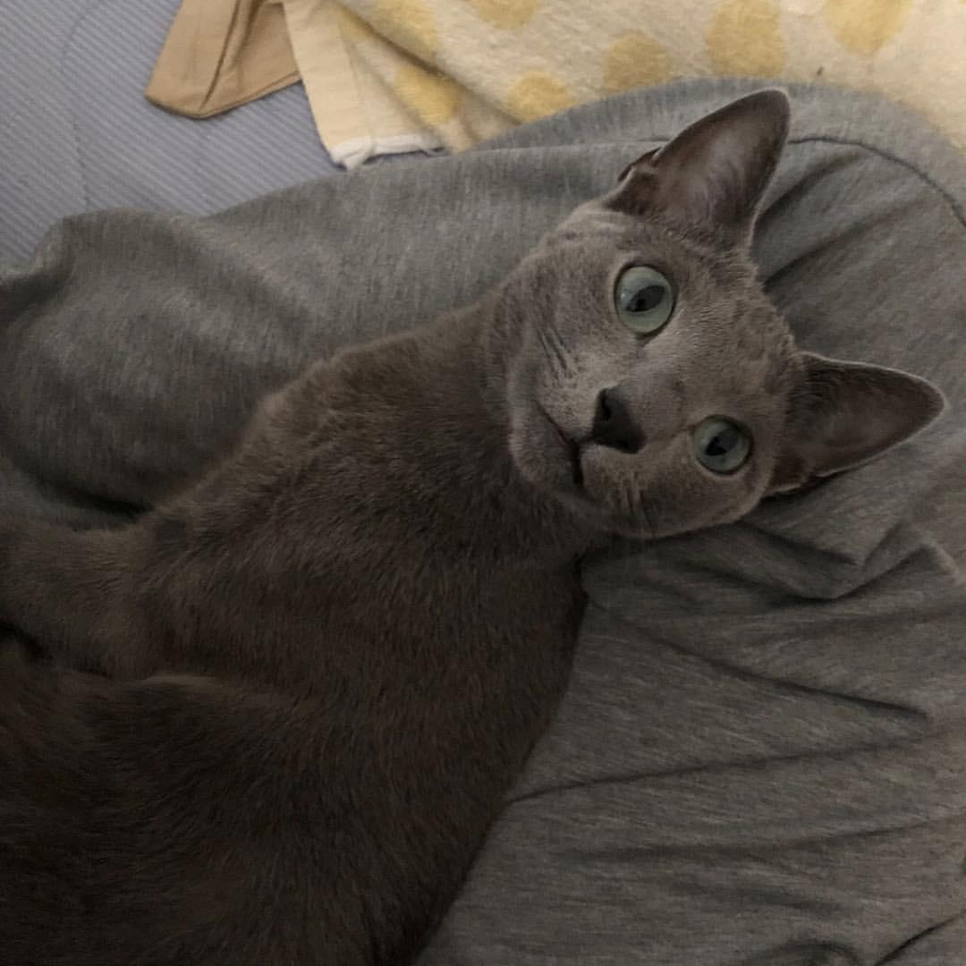 Cat zK-7AFYVn