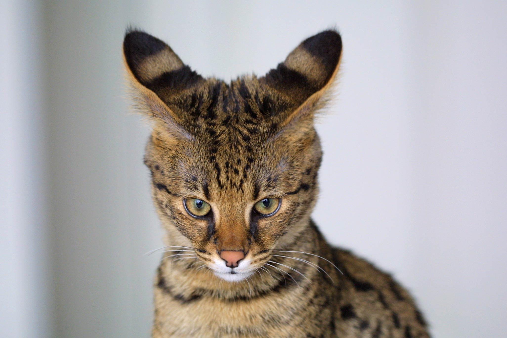 Cat zPterbCcd