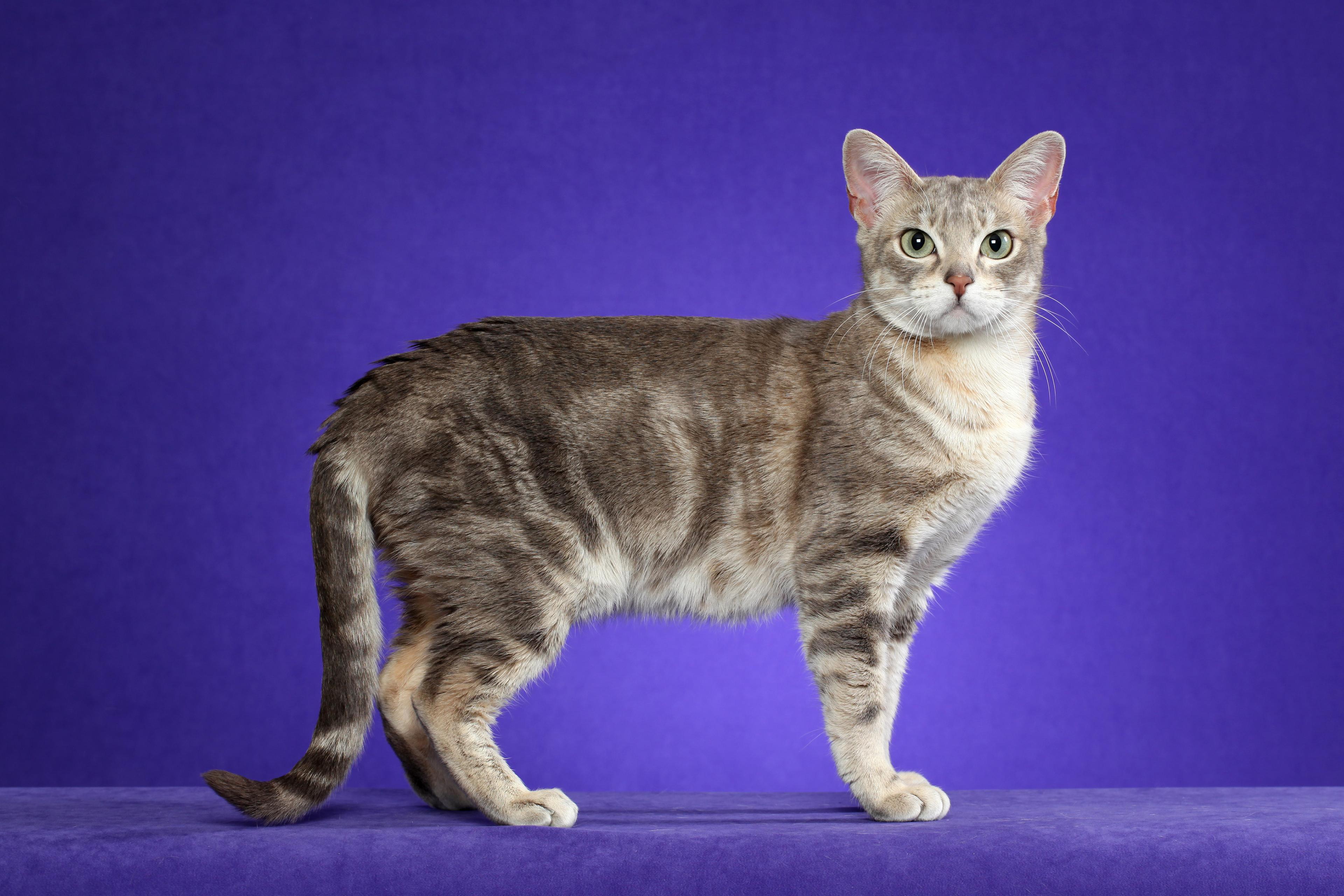 Cat zTiuUpmqf