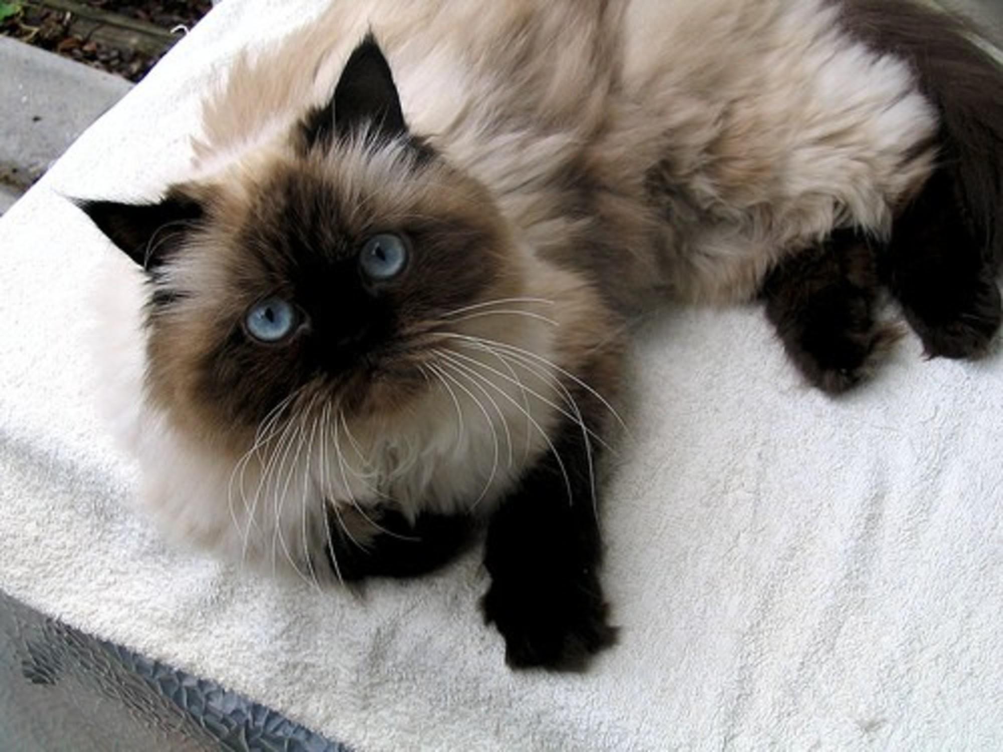 Cat zcErB6rHb