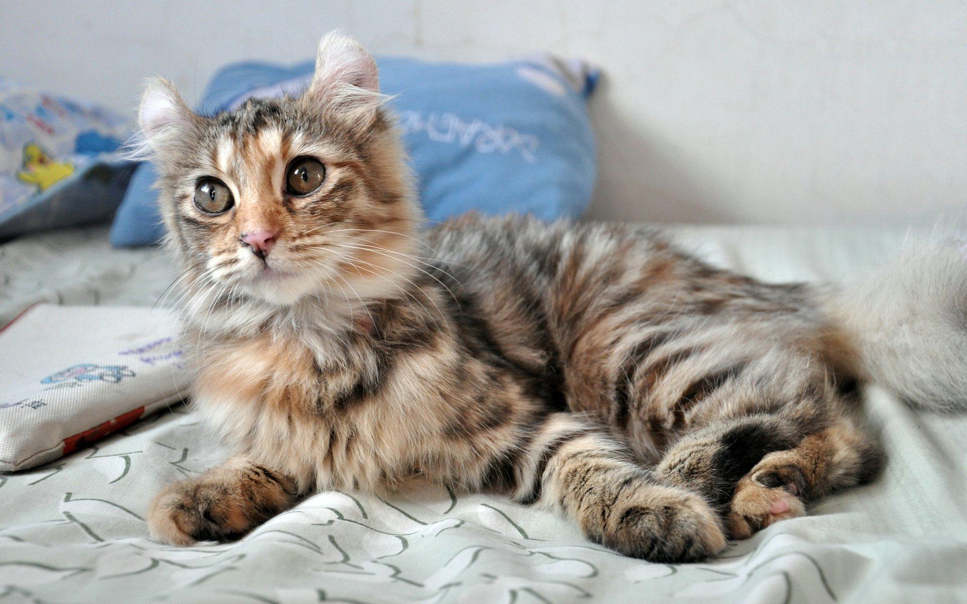 Cat zeKI28A21