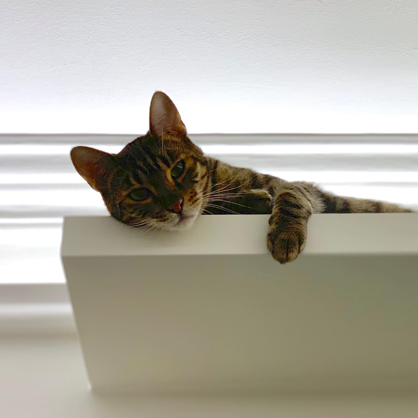 Cat zfVWBciUH