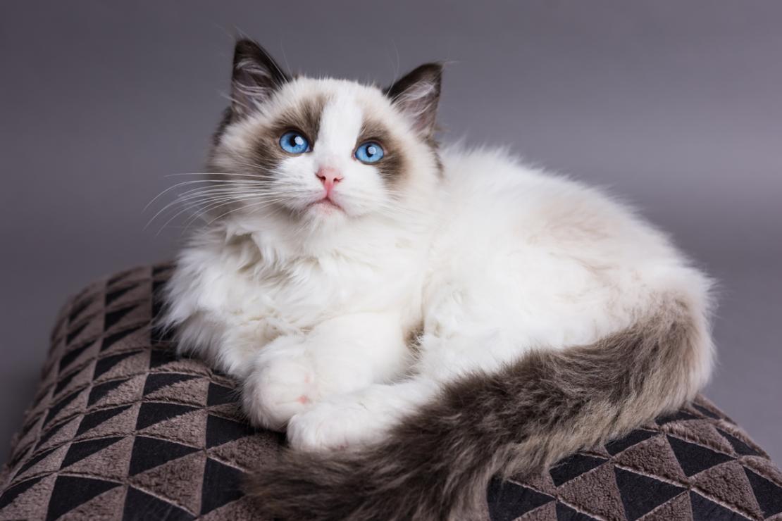 Cat zgVRo2pWV