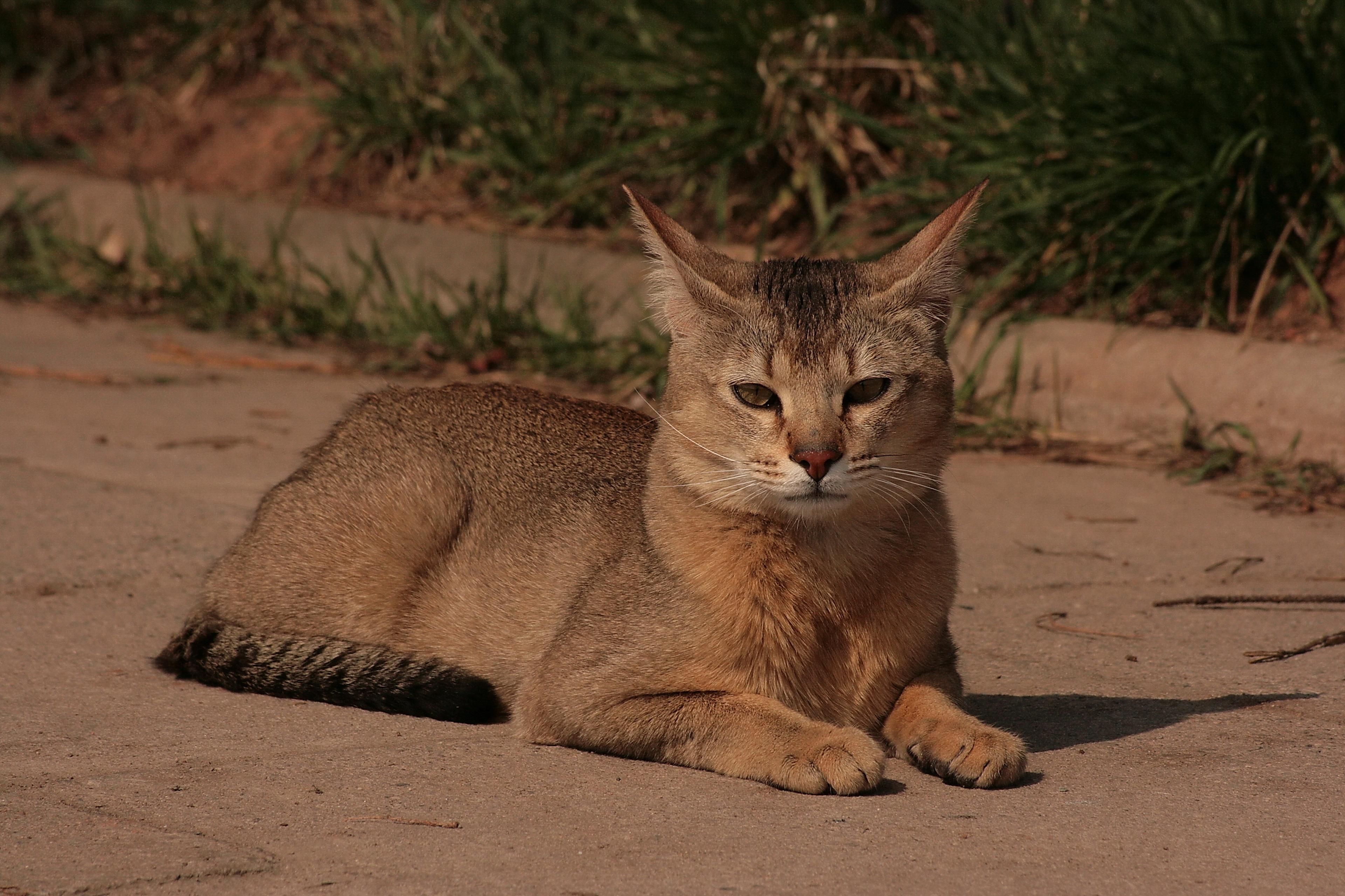 Cat zly78vxmW