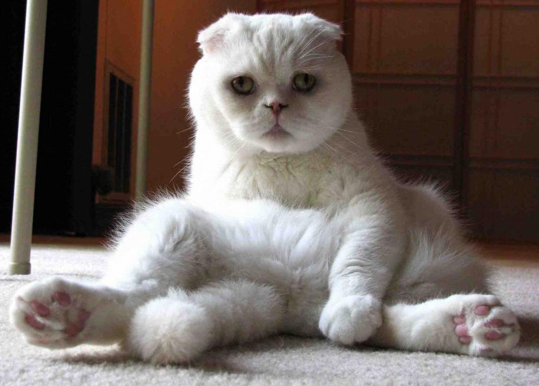 Cat zmG5D_Xne