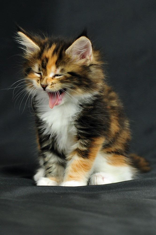Cat zyW4wflo3